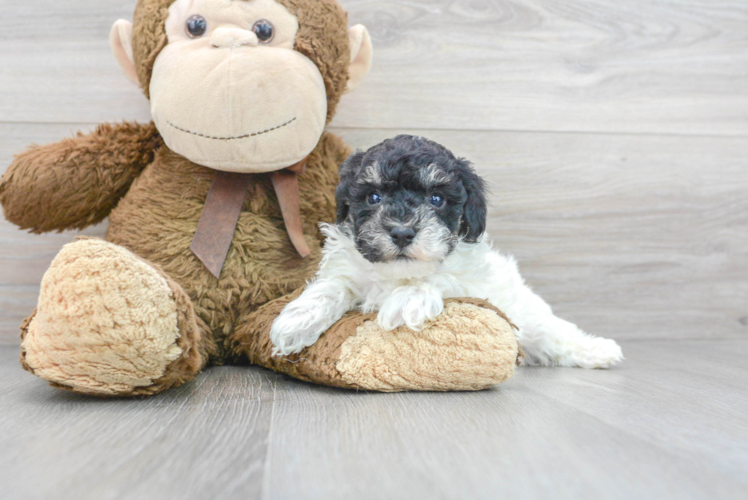 Playful Poodle Baby