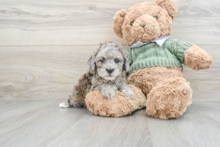 Meet Grecia - our Poodle Puppy Photo 1/3 - Puppy Love PR Poodle Pup Being Cute