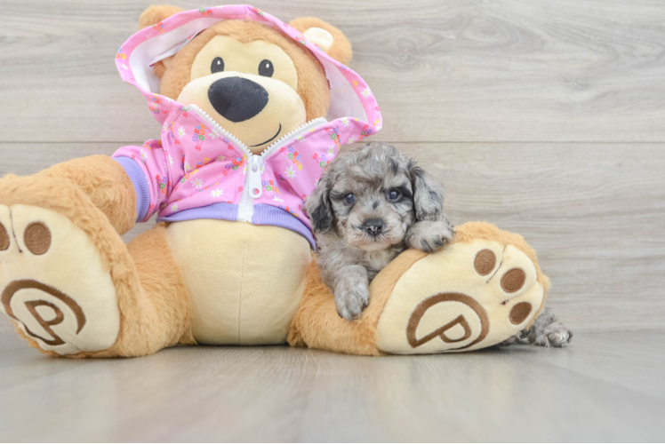 Small Poodle Purebred Pup