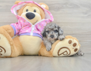 7 week old Poodle Puppy For Sale - Puppy Love PR