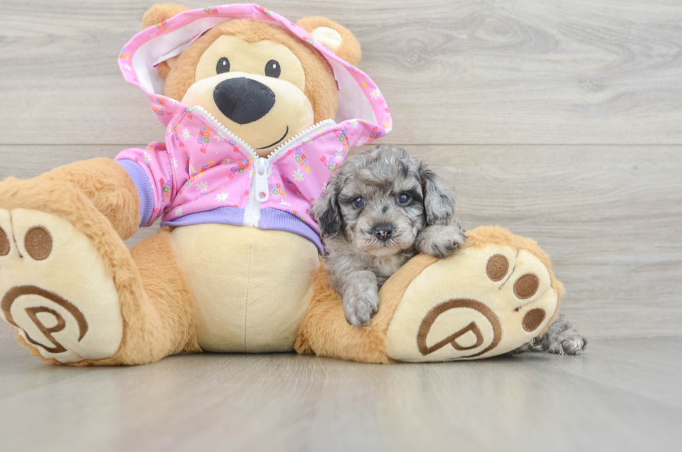 7 week old Poodle Puppy For Sale - Puppy Love PR