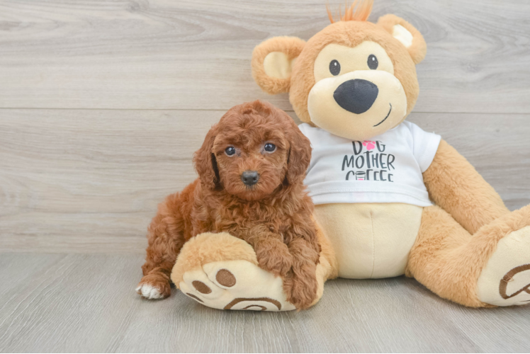 Meet Alexi - our Poodle Puppy Photo 1/3 - Puppy Love PR Poodle Pup Being Cute