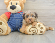 7 week old Poodle Puppy For Sale - Puppy Love PR