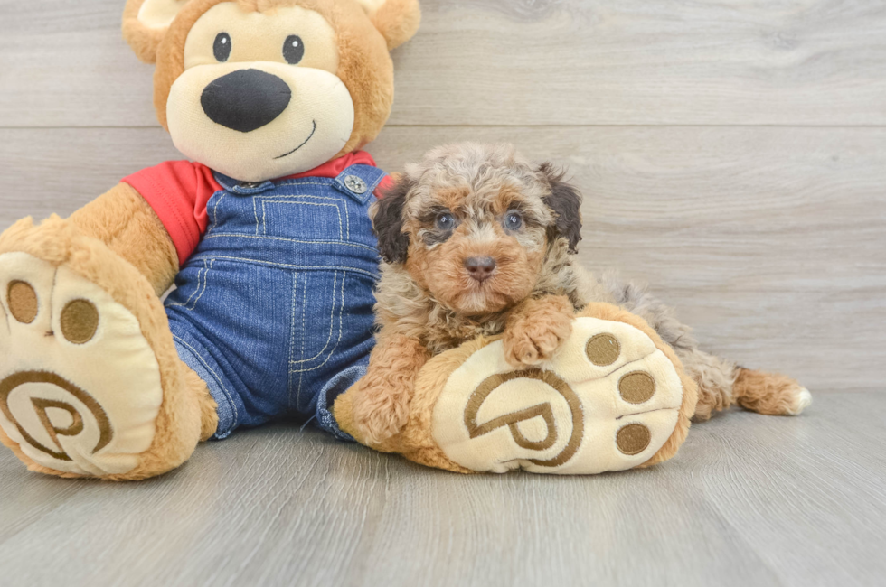5 week old Poodle Puppy For Sale - Puppy Love PR