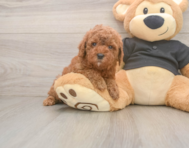 6 week old Poodle Puppy For Sale - Puppy Love PR
