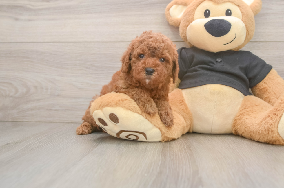 5 week old Poodle Puppy For Sale - Puppy Love PR