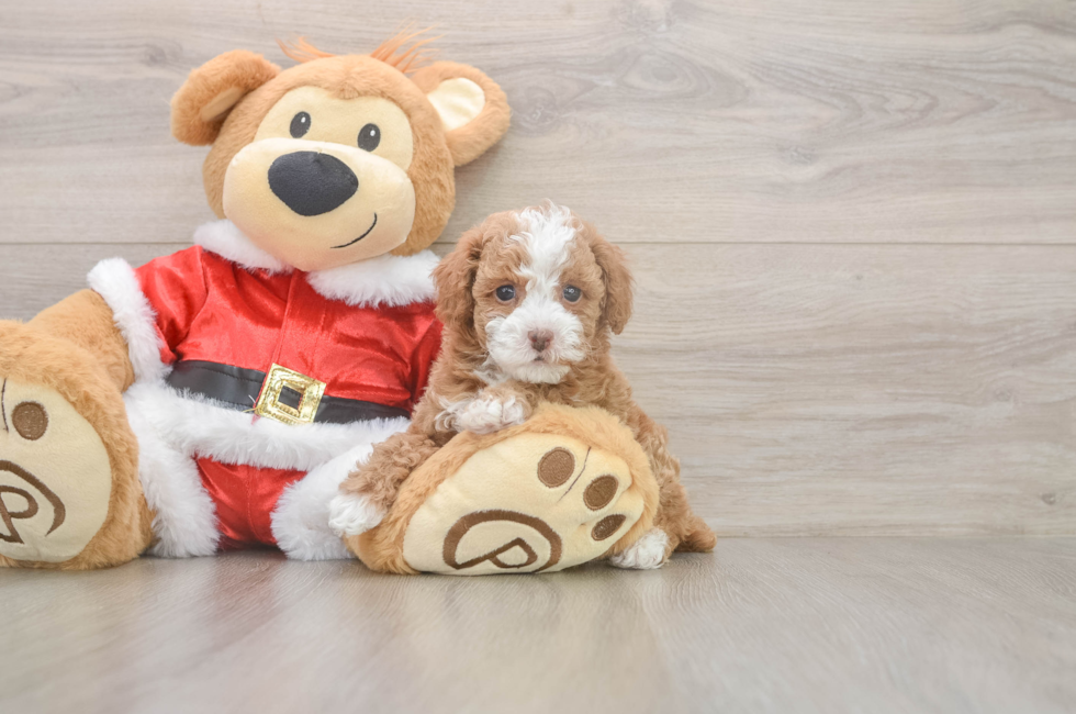 5 week old Poodle Puppy For Sale - Puppy Love PR