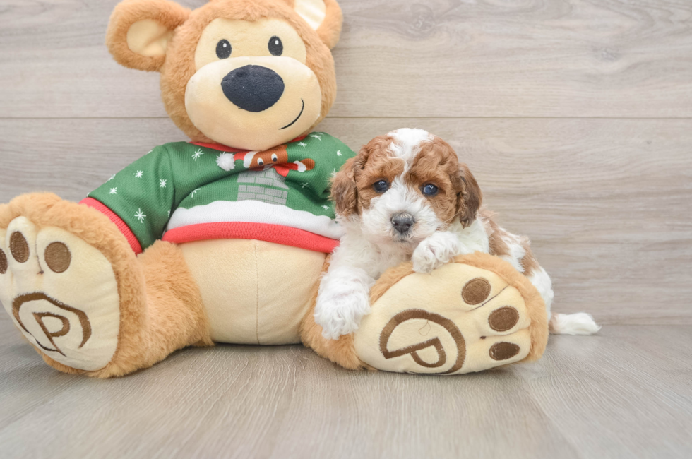 5 week old Poodle Puppy For Sale - Puppy Love PR