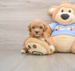 7 week old Poodle Puppy For Sale - Puppy Love PR