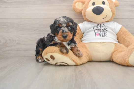Best Poodle Baby