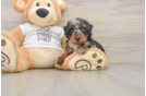 Poodle Puppy for Adoption