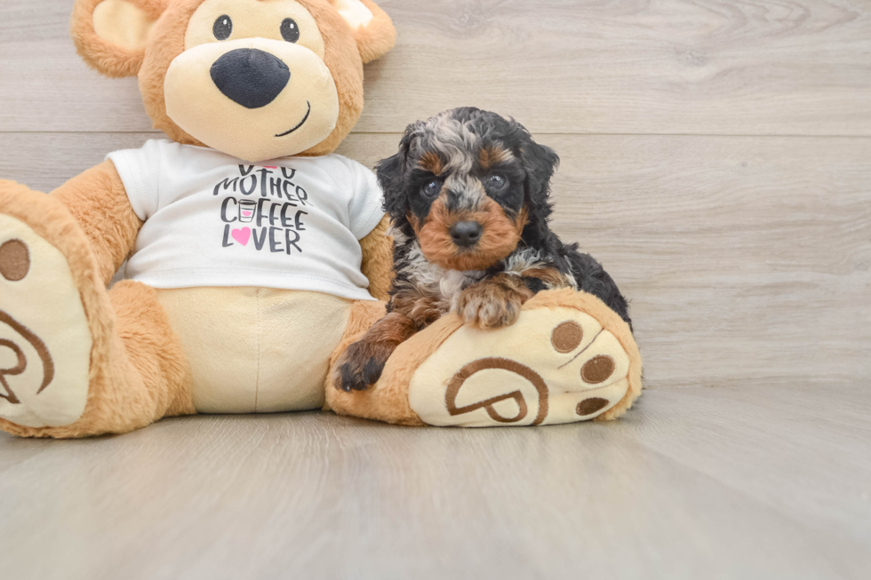 Poodle Puppy for Adoption