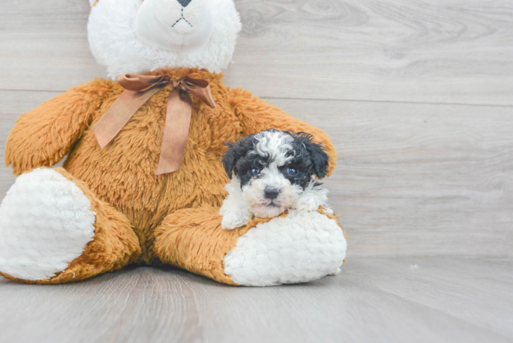Meet Alexi - our Poodle Puppy Photo 1/4 - Puppy Love PR Happy Pudle Purebred Puppy