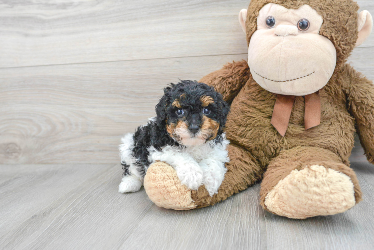 Meet Amelia - our Poodle Puppy Photo 1/3 - Puppy Love PR Poodle Puppy for Adoption