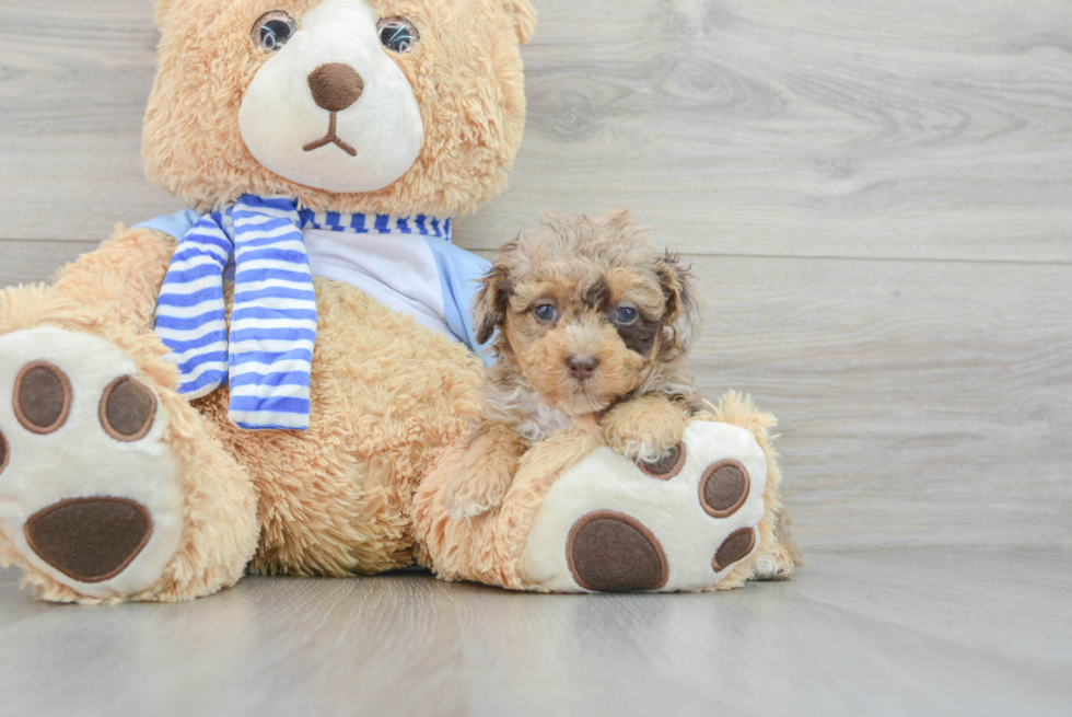 Energetic Pudle Purebred Puppy