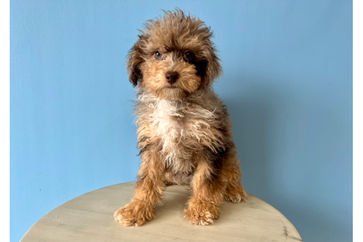 Cute Pudle Purebred Puppy