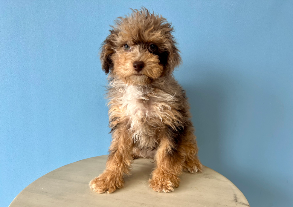 Cute Pudle Purebred Puppy