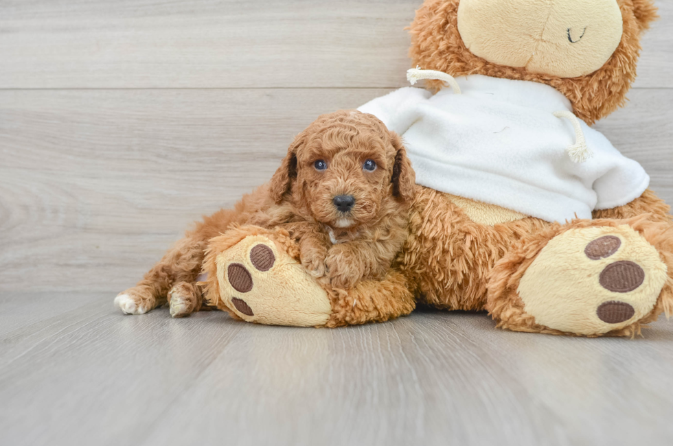 7 week old Poodle Puppy For Sale - Puppy Love PR