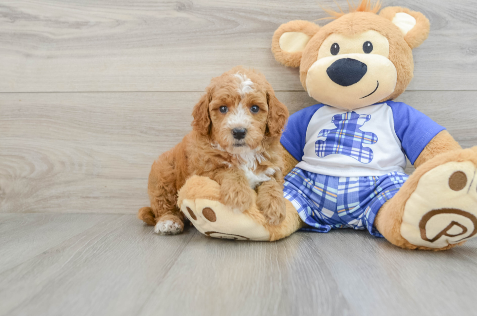 7 week old Poodle Puppy For Sale - Puppy Love PR