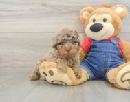 7 week old Poodle Puppy For Sale - Puppy Love PR