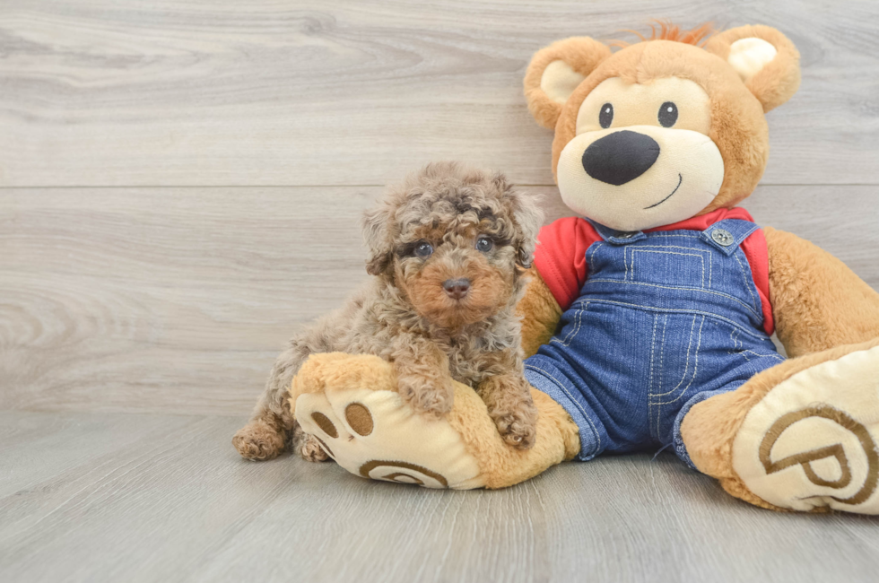 5 week old Poodle Puppy For Sale - Puppy Love PR