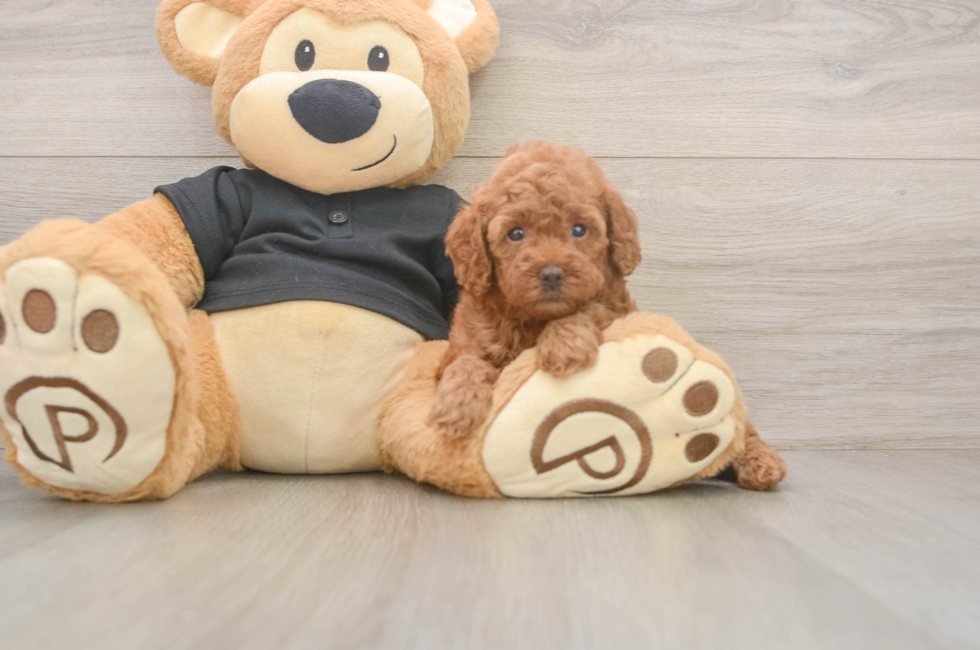 5 week old Poodle Puppy For Sale - Puppy Love PR