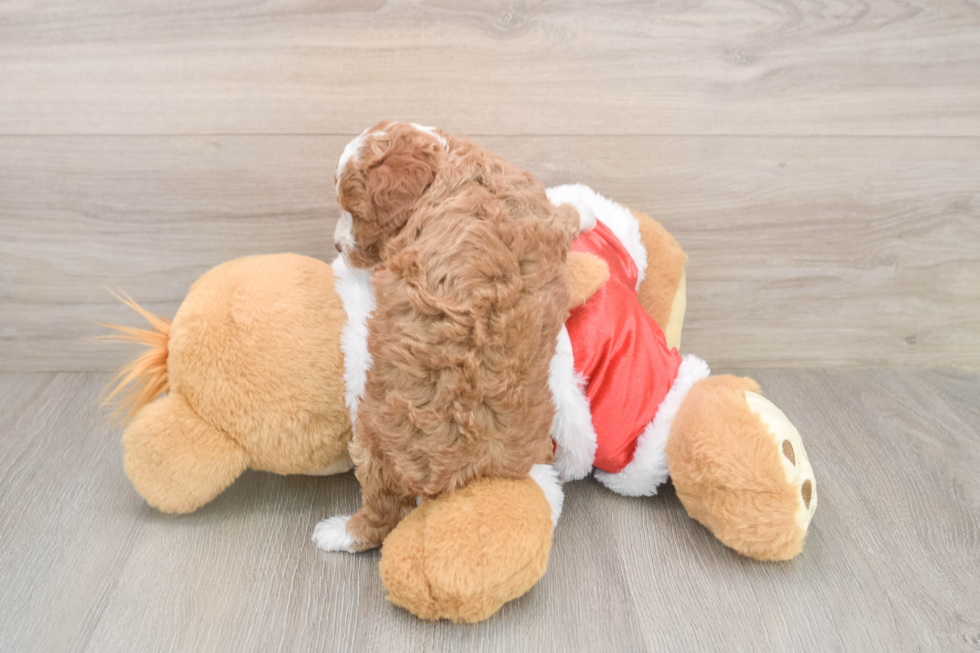 Poodle Puppy for Adoption