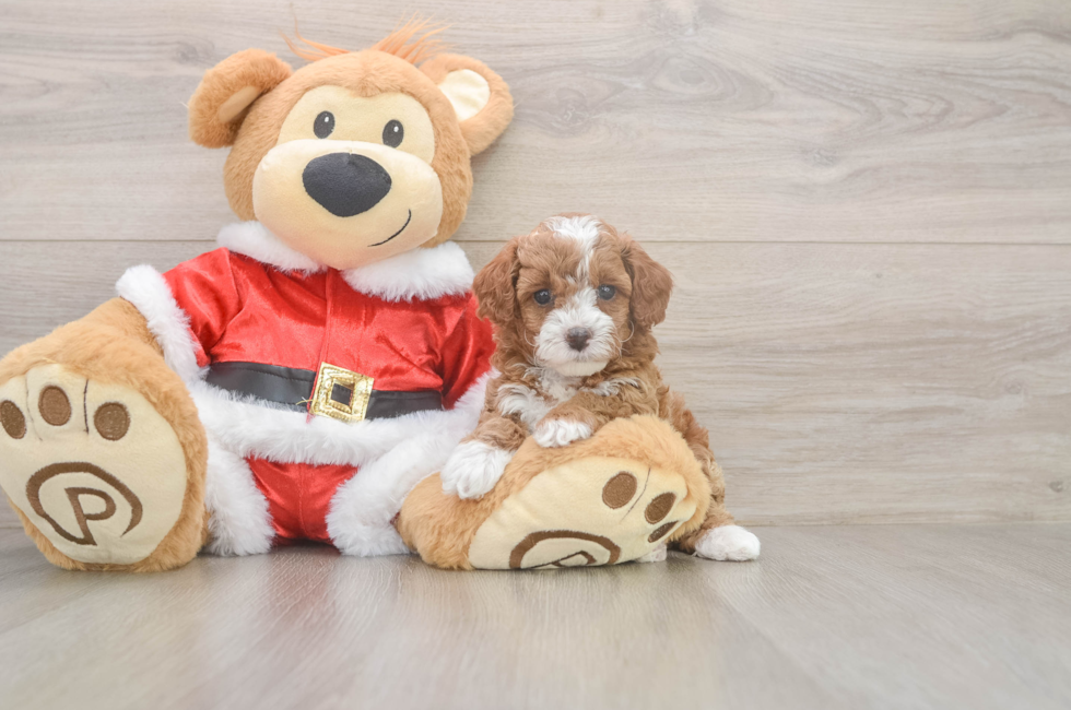 5 week old Poodle Puppy For Sale - Puppy Love PR