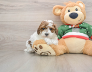 7 week old Poodle Puppy For Sale - Puppy Love PR