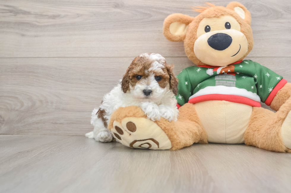 5 week old Poodle Puppy For Sale - Puppy Love PR