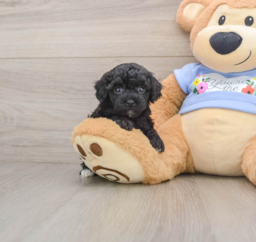 7 week old Poodle Puppy For Sale - Puppy Love PR