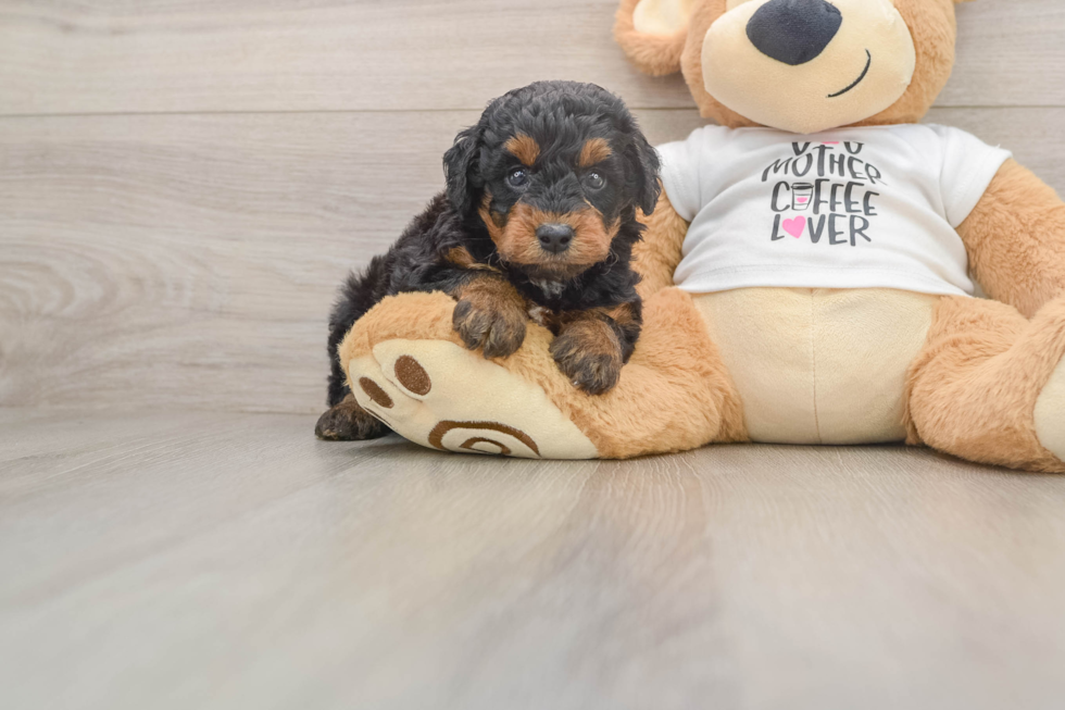 Fluffy Pudle Purebred Puppy