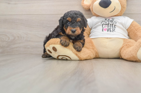 Fluffy Pudle Purebred Puppy