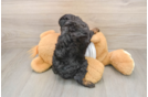 Playful Poodle Purebred Pup