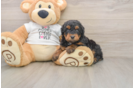 Best Poodle Baby