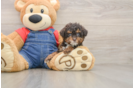 Poodle Pup Being Cute