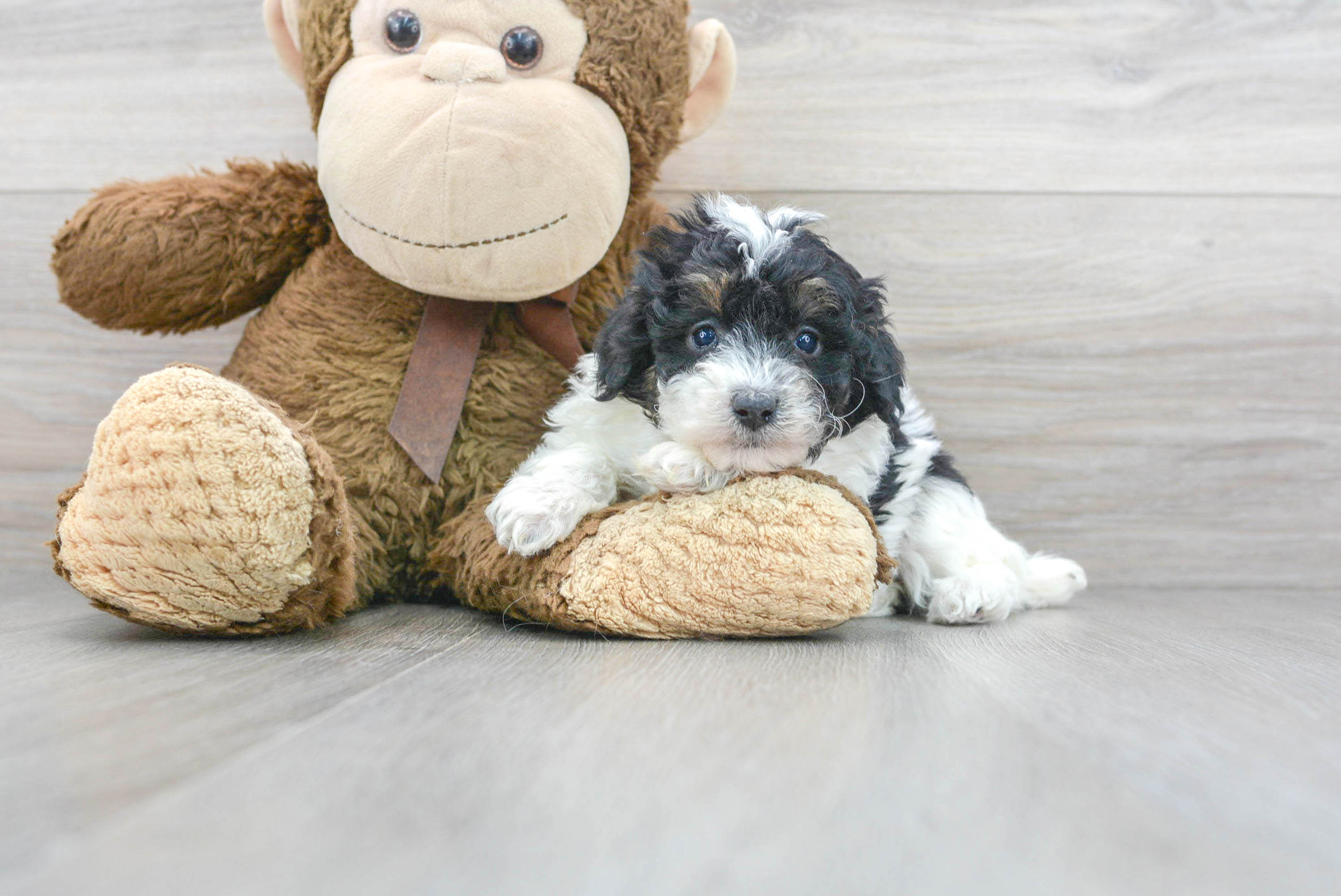 Happy Pudle Purebred Puppy