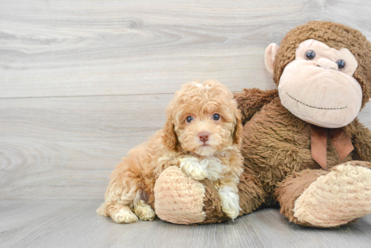 Funny Poodle Baby