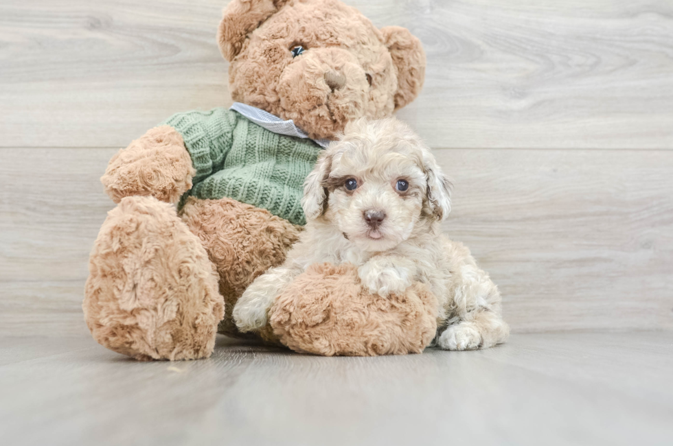 7 week old Poodle Puppy For Sale - Puppy Love PR