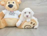 7 week old Poodle Puppy For Sale - Puppy Love PR