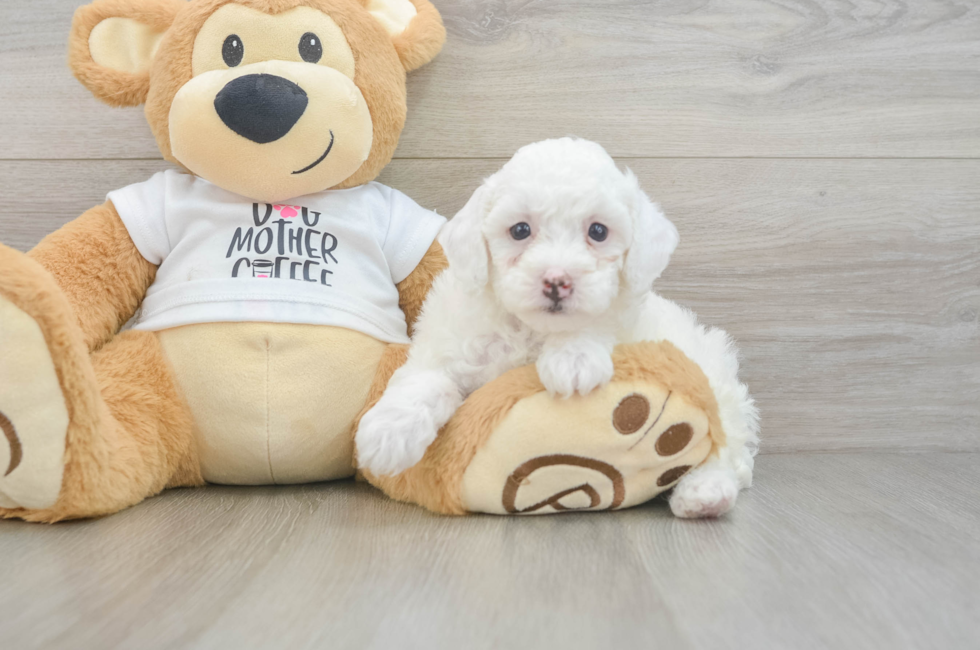 7 week old Poodle Puppy For Sale - Puppy Love PR