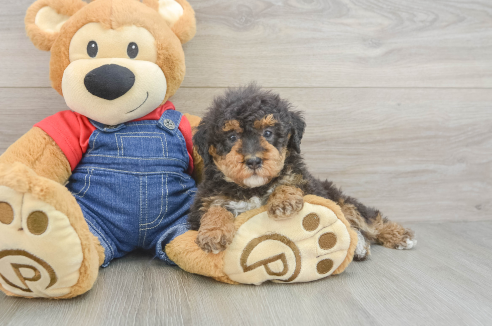 5 week old Poodle Puppy For Sale - Puppy Love PR