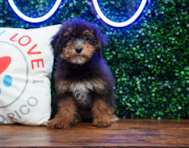 10 week old Poodle Puppy For Sale - Puppy Love PR