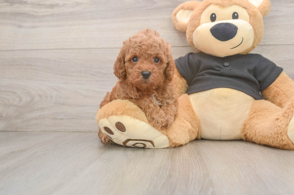 5 week old Poodle Puppy For Sale - Puppy Love PR