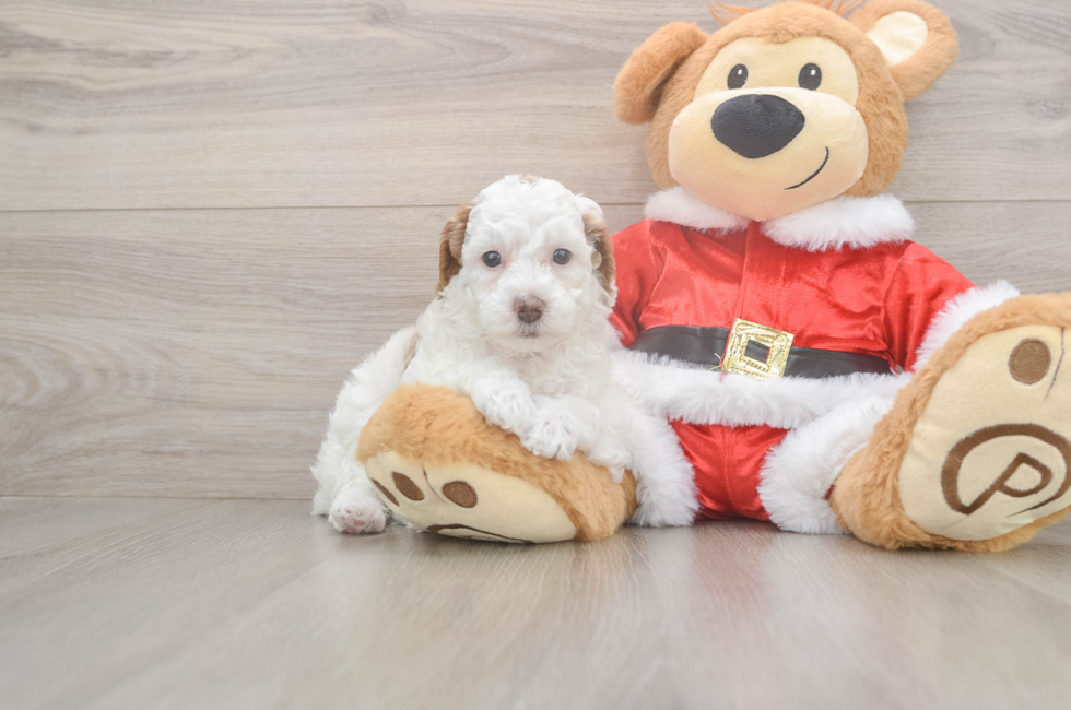 5 week old Poodle Puppy For Sale - Puppy Love PR