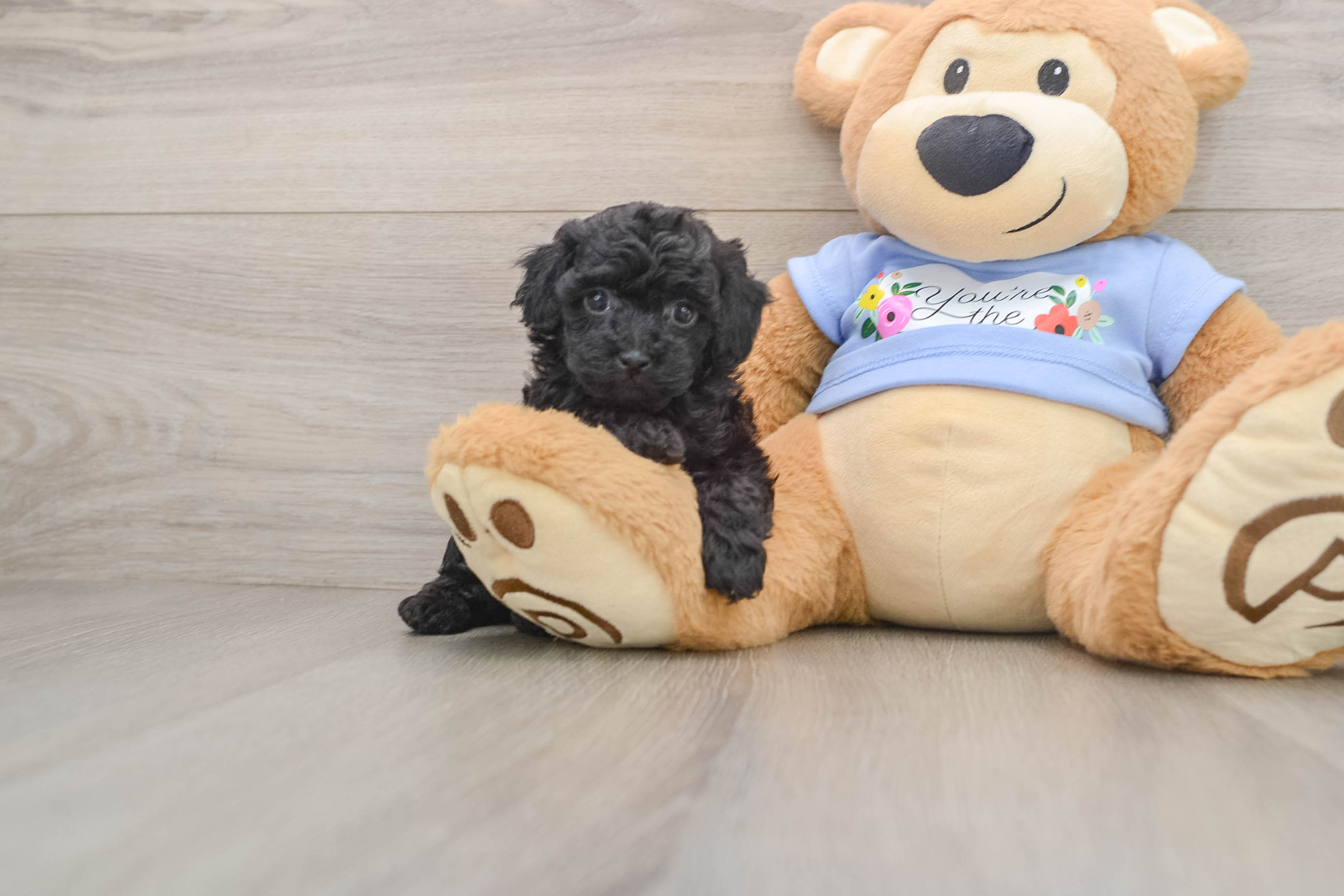 Akc Registered Poodle Purebred Pup