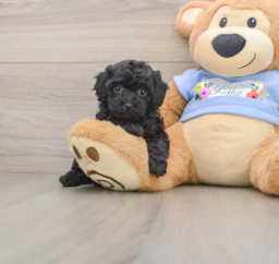 7 week old Poodle Puppy For Sale - Puppy Love PR