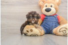 Poodle Pup Being Cute