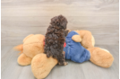 Poodle Pup Being Cute