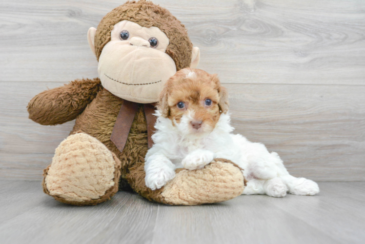 Meet Angel - our Poodle Puppy Photo 1/3 - Puppy Love PR Best Poodle Baby